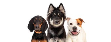 Three large breed dogs together on white web banner with room for text
