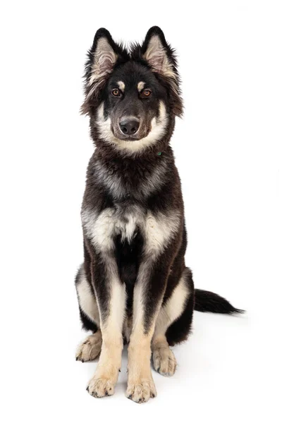 Schöner Großer Alaskan Malamute Mischlingshund Sitzt Zentrum Und Blickt Nach — Stockfoto