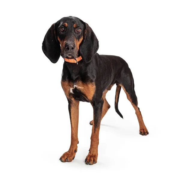 Hermoso Perro Coonhound Negro Bronceado Pie Sobre Fondo Blanco Mirando — Foto de Stock