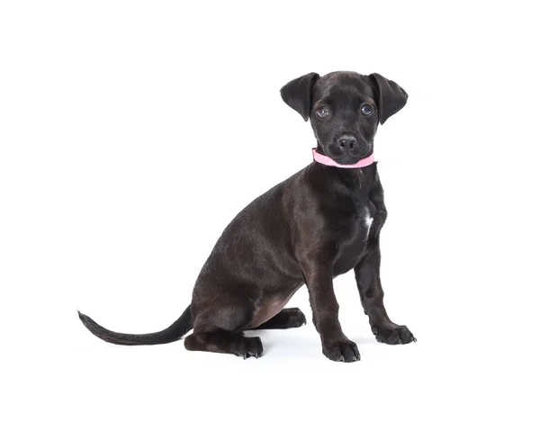 Black puppy with pink collar sitting side over white looking forward