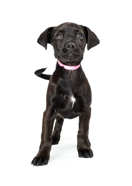 Симпатичная Черная Собака Розовом Ошейнике Стоящая Белом Глядя Вверх — стоковое фото