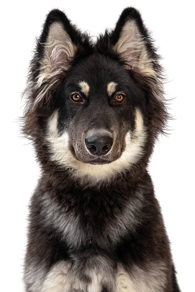 Closeup Beautiful Alaskan Malamute Crossbreed Dog Facing Forward Looking Camera — Stok fotoğraf