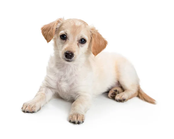 Schattig Jong Blond Crossbreed Terriër Hond Liggend Witte Achtergrond — Stockfoto