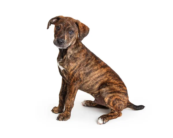 Cute Young Puppy Dog Brown Black Brindle Coat Sitting Facing — Stok fotoğraf