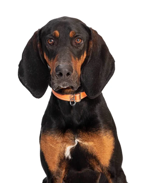 Closeup Portrait Black Tan Coonhound Dog White Looking Camera — Stock Photo, Image