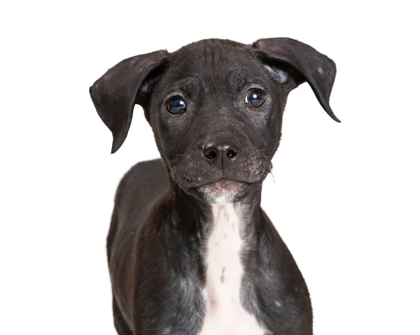 一只有着黑色毛皮和白色胸部的可爱的杂交幼犬的特写 — 图库照片