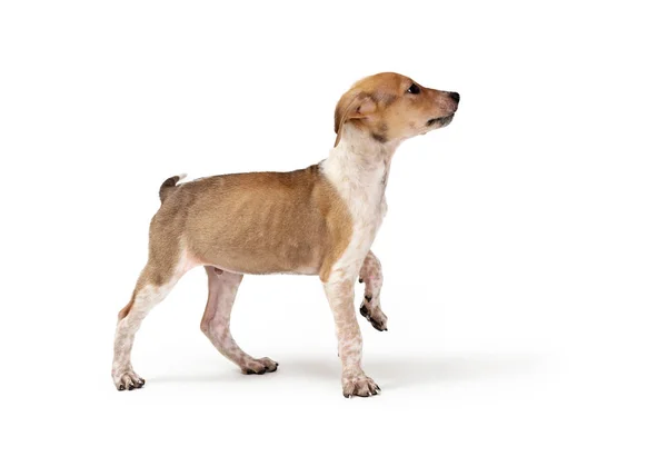 Cão Cachorro Cor Branca Bronzeada Jovem Frente Para Lado Levantando — Fotografia de Stock