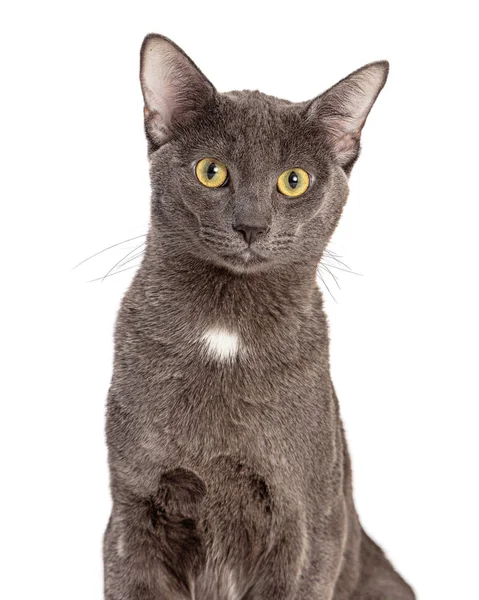 Foto Primer Plano Lindo Gato Taquigrafía Gris Doméstico Mirando Cámara — Foto de Stock