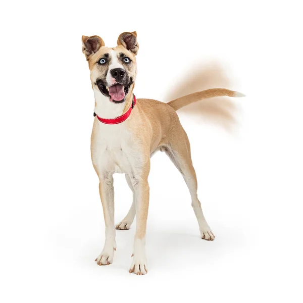 Large Dog Looking Happy Expression Wagging Tail Motion Blur — Stock Photo, Image