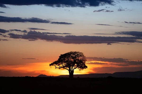 Złoty Wschód Słońca Drzewem Silhouette Pięknym Otwartym Niebem Kenii Afryka — Zdjęcie stockowe