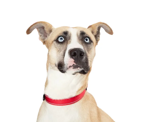Detailní Záběr Velkého Smíšeného Psa Výraznýma Modrýma Očima Červeným Límečkem — Stock fotografie