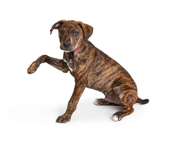 Lindo Joven Cruzado Terrier Cachorro Con Abrigo Brindle Sentado Frente —  Fotos de Stock
