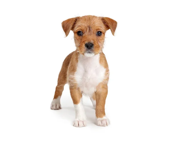 可爱的八周大可爱的棕褐色和白色的小狗站在那里看着相机 — 图库照片