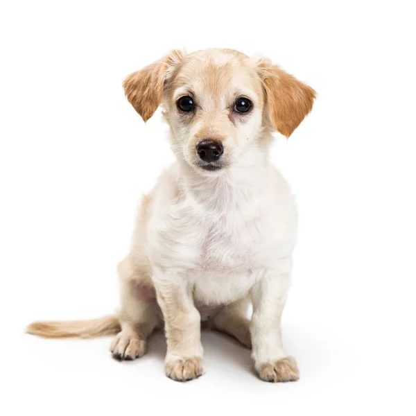 Leuke Lichte Kleur Kruising Puppy Hond Zitten Kijken Naar Camera — Stockfoto