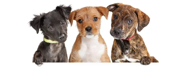 Tres Lindos Perros Raza Mixta Cachorro Patas Colgantes Sobre Banner — Foto de Stock