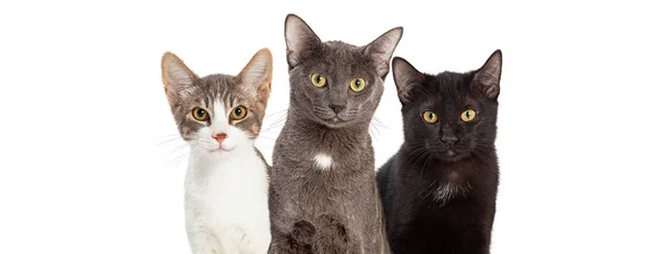 Nahaufnahme Drei Hauskatzen Dicht Dicht Über Weißem Webbanner Mit Platz — Stockfoto