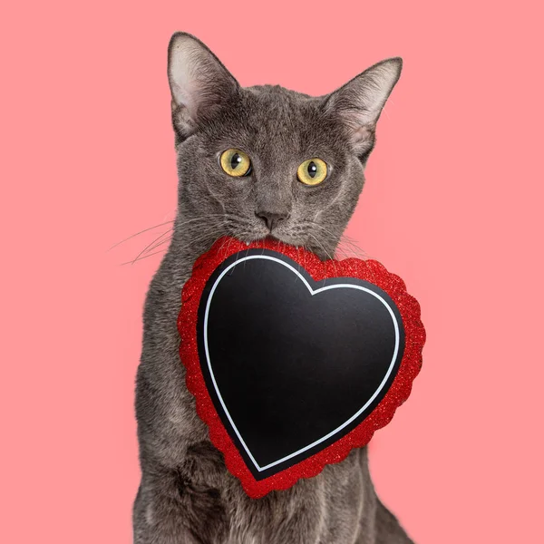 Cute Cat Carrying Heart Shaped Valentine Mouth Blank Message Room — 스톡 사진