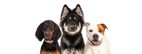 Three Large Breed Dogs Together White Web Banner Room Text — Stock Photo, Image