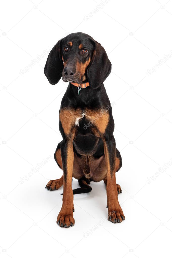 Large black and tan Coonhound dog sitting on white background looking forward at camera
