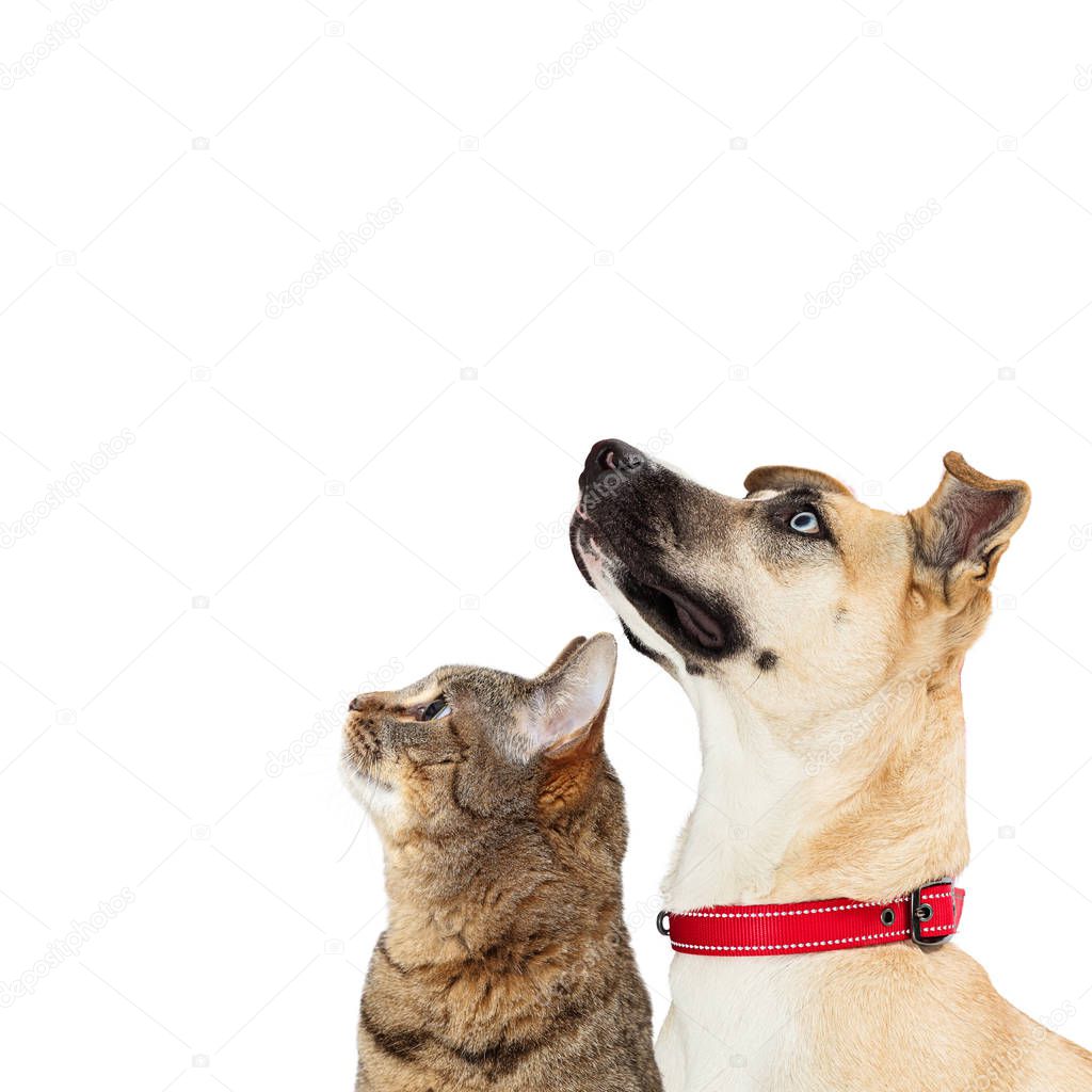 Closeup of a mixed large breed light color dog facing side and looking up with attentive expression