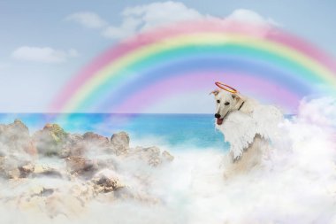 Kanatlı ve haleli köpek melek gökkuşağı köprüsünün üzerinden okyanusun kenarında bulutlarda oturuyor.
