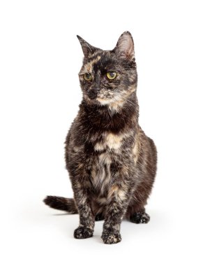 Sevimli siyah ve koyu renkli tortie kedi beyaz üzerine oturmuş yan bakıyor