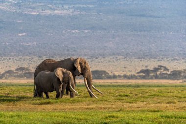 Amboseli Ulusal Parkı, Kenya Afrika 'da bir kadın ortağı olan ünlü Tusker fili Tim.