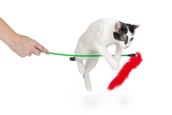 Speelse Actieve Kat Springen Een Veer Stofdoek Speelgoed Wordt Gehouden — Stockfoto