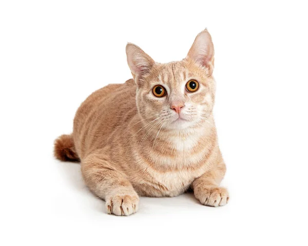 Ganska Buff Orange Tabby Katt Liggande Ner Ser Fram Emot — Stockfoto