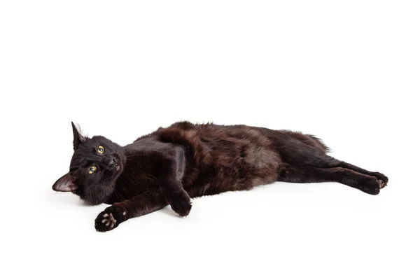 Siyah Kedi Beyaz Arka Planda Yuvarlanıyor Yukarı Bakıyor — Stok fotoğraf