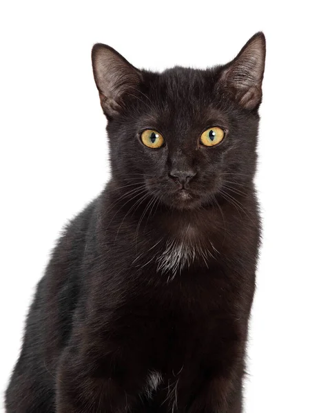 Closeup Pretty Young Black Cat Looking Forward Camera — Stock Photo, Image