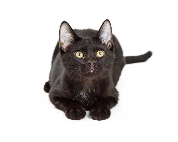 Cute Young Black Kitten Lying White Background Looking — Stock Photo, Image