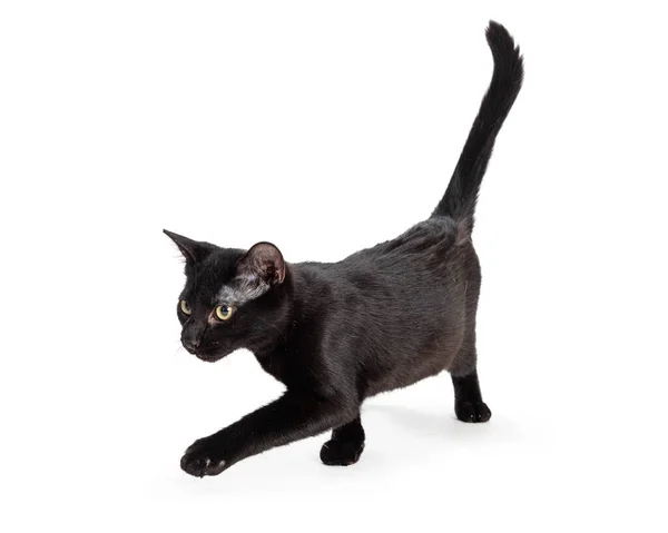 Lindo Gato Negro Joven Caminando Hacia Adelante Blanco —  Fotos de Stock