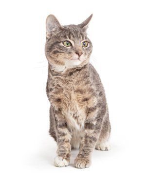 Gri ve kahverengi tekir kedi bembeyaz oturup yan yana oturuyor.