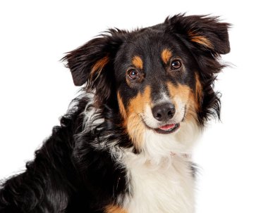 Avustralyalı çoban köpeğinin yakın plan fotoğrafı. Kameraya bakan dostane bir yüz ifadesi var.