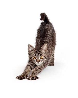 Sevimli, genç, oynak kedi yavrusu ön bacakları uzatıyor ve gerilmek için arka ucunu kaldırıyor.