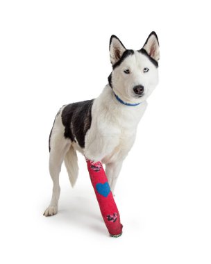 Alçıda ön bacağı kırık büyük bir köpek. Beyazda izole edilmiş. 