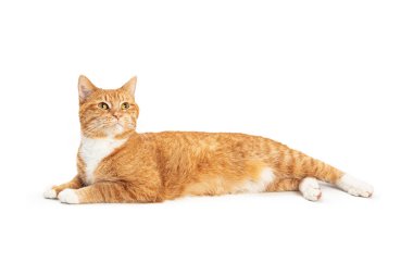 Sevimli, genç, turuncu tekir kedi yukarı bakmak için başını kaldırıyor.