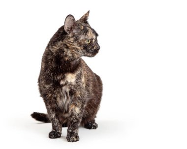 Tortie kedi kızgın bir ifadeyle beyaz bir köşede oturuyor.