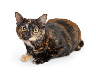 Üç renkli kedinin beyazı üzerine uzanmış ileriye bakıyor.