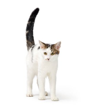 Kahverengi ve siyah lekeli şirin beyaz kedi kuyruğunu kaldırmış duruyor.