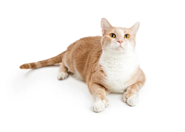 Buff Blanco Color Doméstico Taquigrafía Gato Acostado Mirando Hacia Arriba —  Fotos de Stock