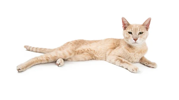 Cute Buff Color Cat Lying White Looking Forward — Stock Photo, Image