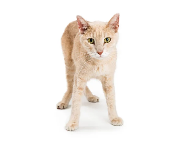 Cute Buff Kolor Młody Domowych Krtani Kot Stojący Białym Tle — Zdjęcie stockowe