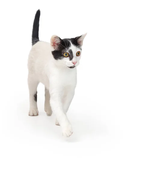 Young White Cat Black Markings Walking Forward — Stock Photo, Image