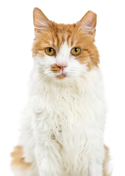 Orange White Domestic Medium Hair Cat Closeup Looking Forward — Stock Photo, Image