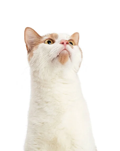 Красивая Молодая Оранжево Белая Домашняя Короткошерстная Кошка Смотрит Белое Пространство — стоковое фото