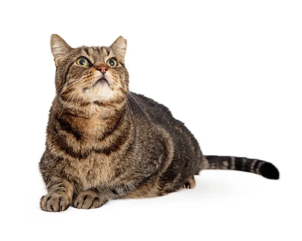 Schattig Bruin Zwart Volwassen Tabby Kat Liggend Witte Achtergrond Tillen — Stockfoto