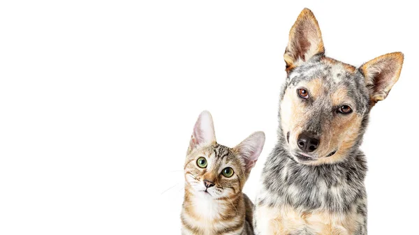 Cão Bonito Gato Juntos Sobre Forwad Olhando Branco Cabeça Basculante — Fotografia de Stock