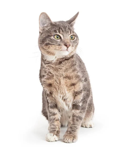 Gato Tabby Gris Marrón Sentado Blanco Girando Cabeza Lado — Foto de Stock